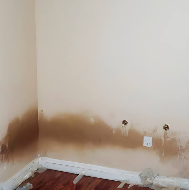 mold restoration big